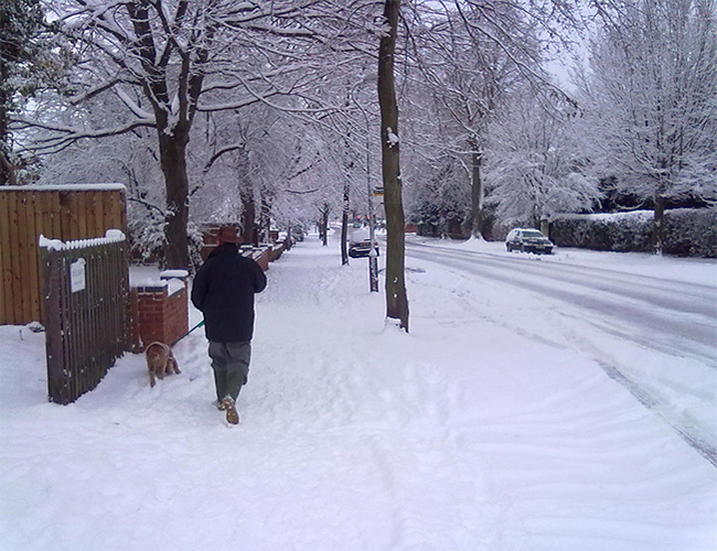 Snowy dog walking