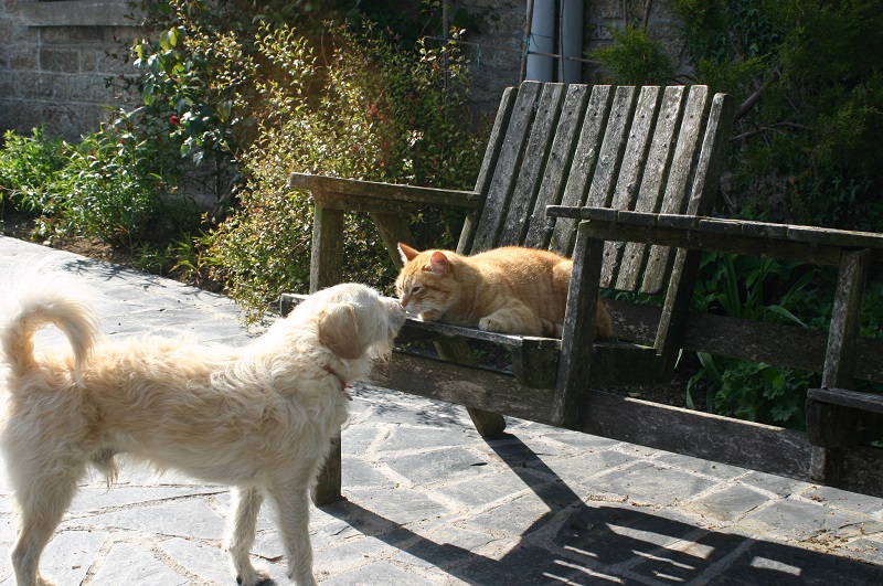 Dog and cat canoodling