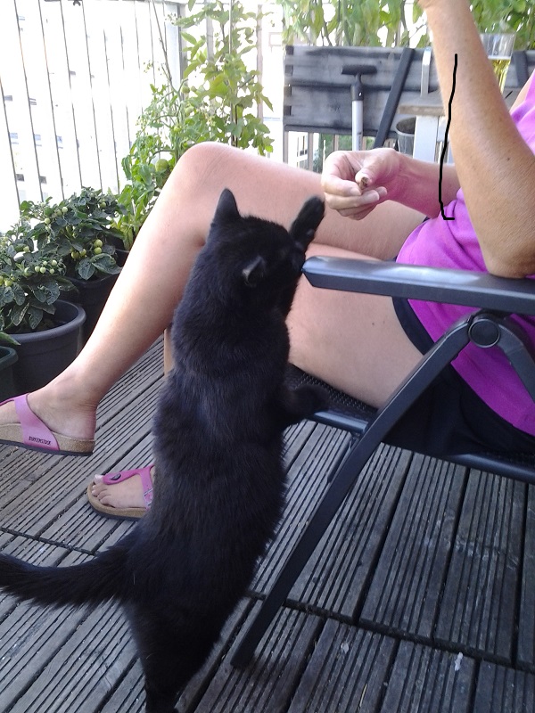 Black cat on balcony