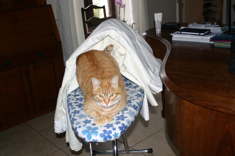 Cat on the ironing board