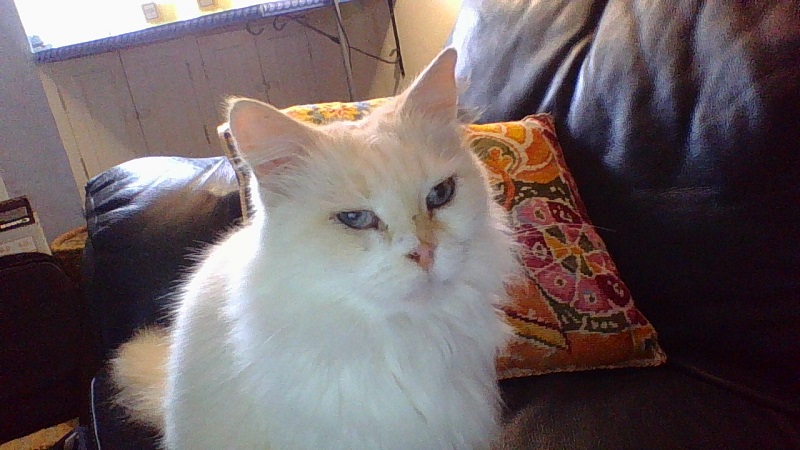Jasmina white cat