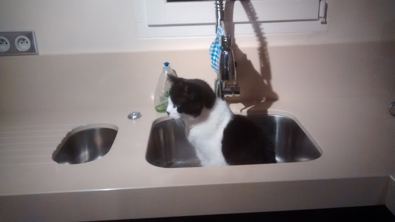 Splodge in the sink