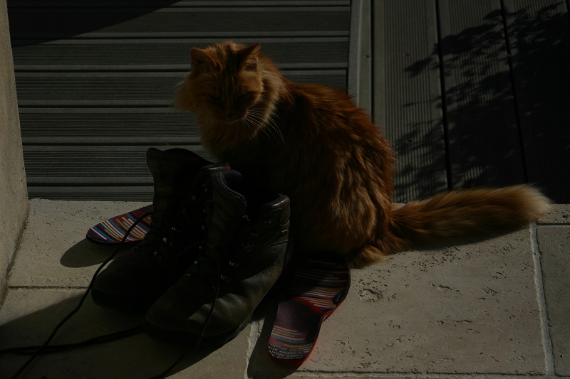 Ginger and Phil's walking boots