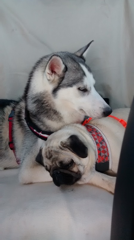 Luna and Darcy in the car
