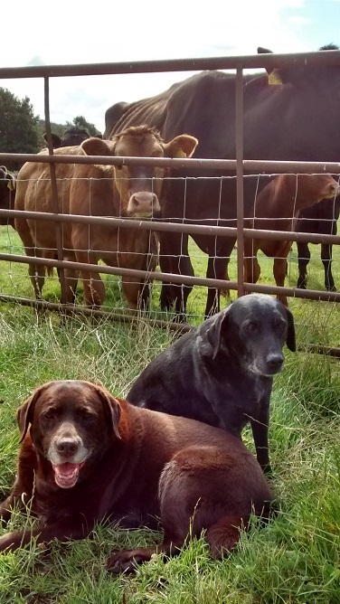 Meg, Gem and the cows