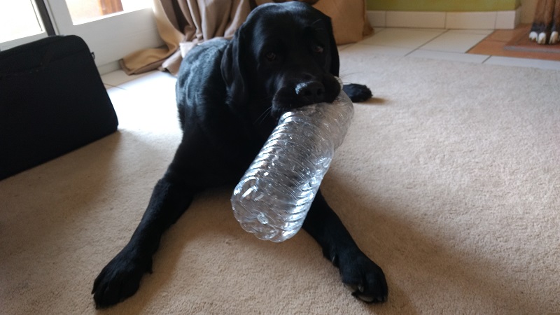 Murphy with a plastic bottle