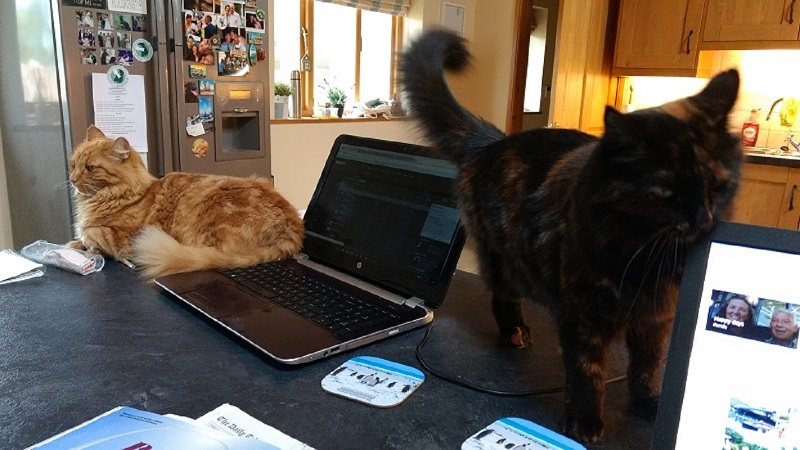 Jasper and Poppy on the PC's