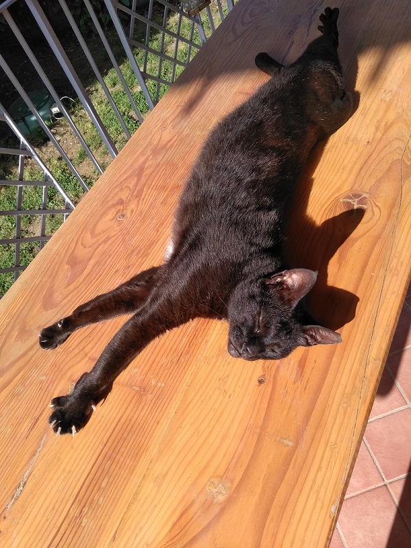 Molly sunbathing