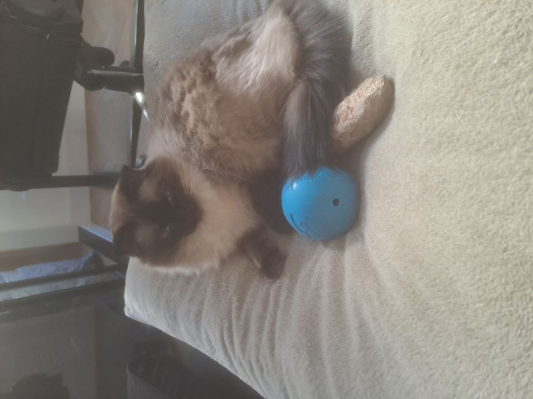 Coco